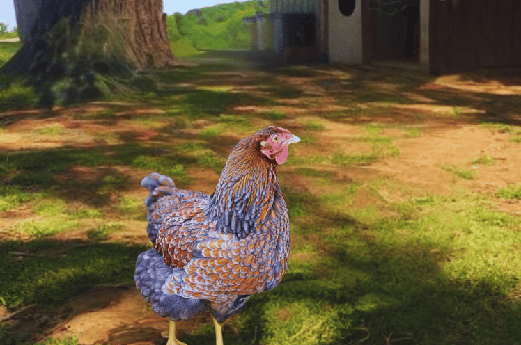 Blue Laced Gold Wyandotte Chicken Breed Information