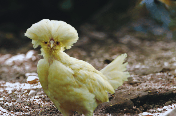 Polish Chicken