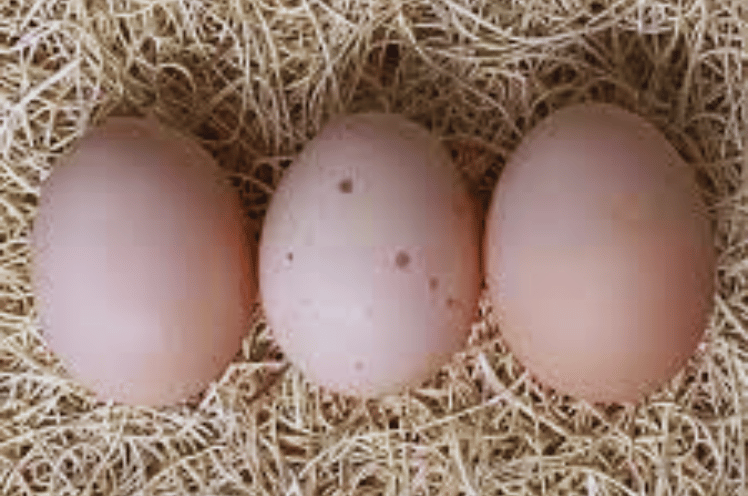 Light Brahma Chicken Eggs