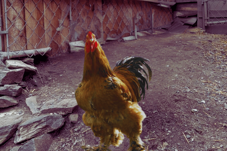 Brahma Chicken