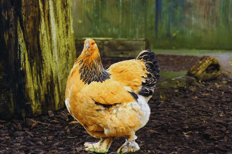 Appearance Of Brahma Chicken