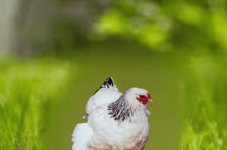 Columbian Wyandotte chicken