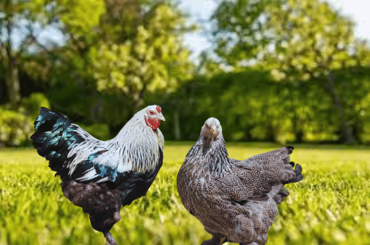 Dark Brahma Chickens Appearance
