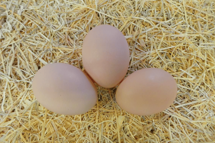 Blue Laced Gold Wyandotte eggs
