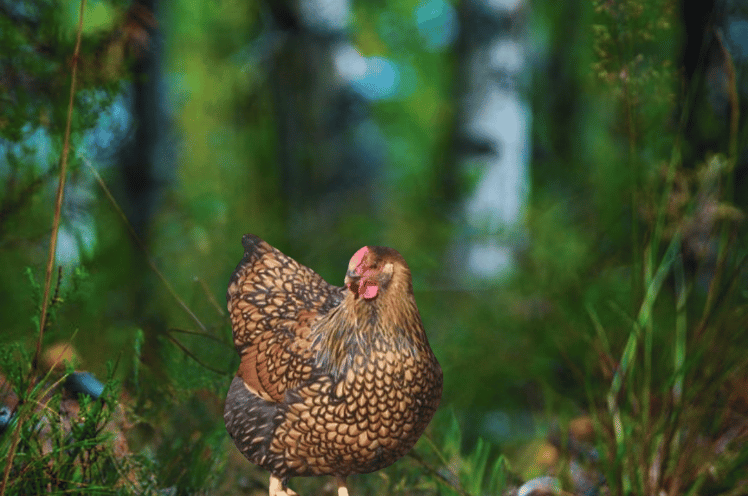 Gold Wyandotte Chicken