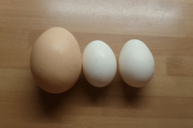 Polish Bantam eggs
