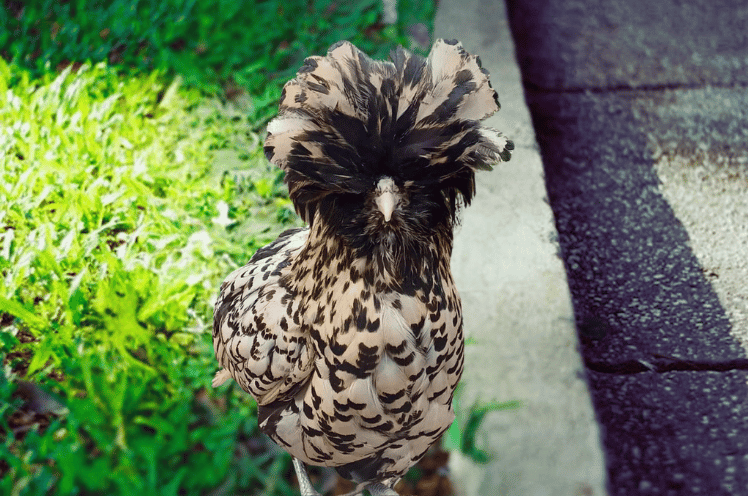 Polish Bantam Chicken