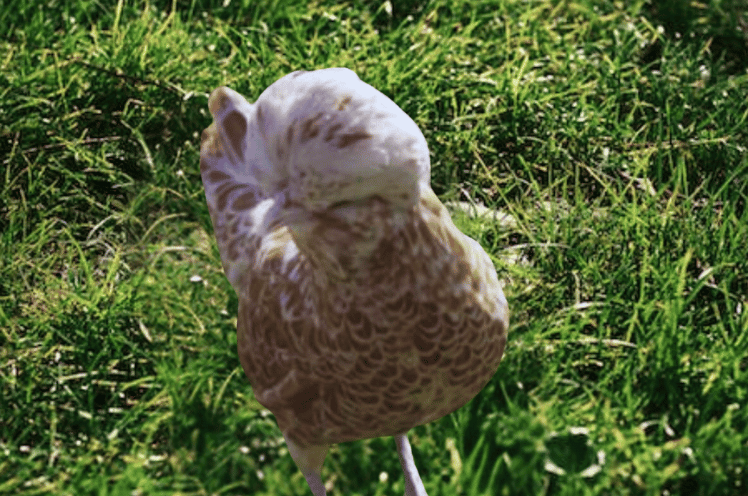 Polish Bantam Chicken Appearance