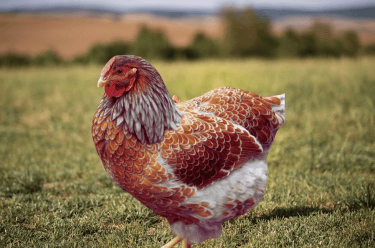 Blue Laced Red Wyandotte