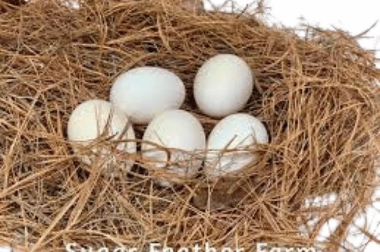 Silver Laced Polish Chicken Eggs