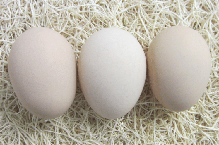 Silver Laced Wyandotte Chicken eggs
