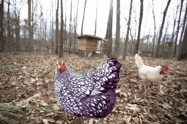 Silver Laced Wyandotte Chicken