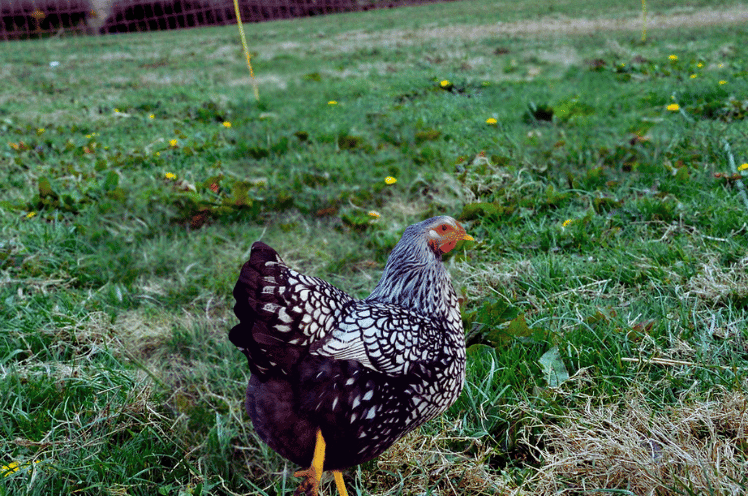 Silver Laced Wyandotte Chicken Appearance
