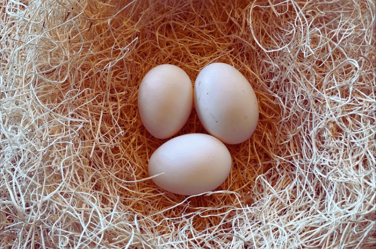 Tolbunt Polish Chicken eggs
