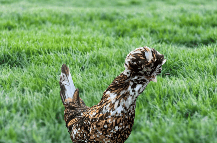 Tolbunt Polish Chicken