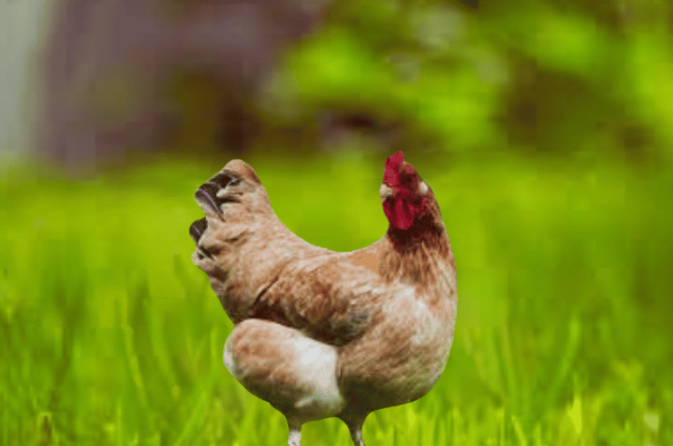 Wheaten Maran Chickens