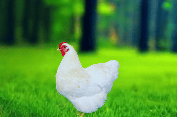 white Wyandotte chicken