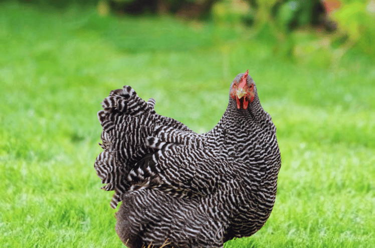 Bared Rock Chicken