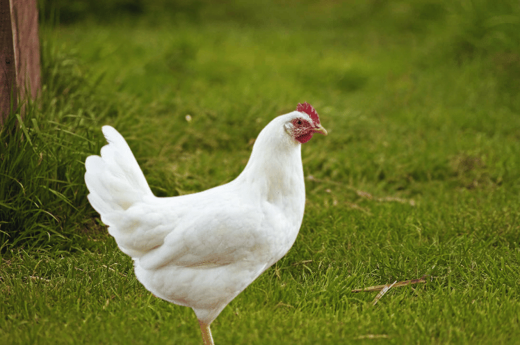 Leghorn Chicken