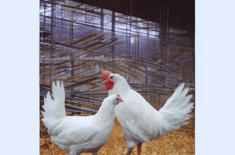 Appearance Of Leghorn Chicken