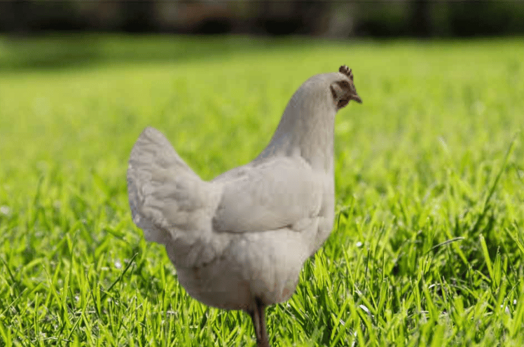 White Rock Chickens