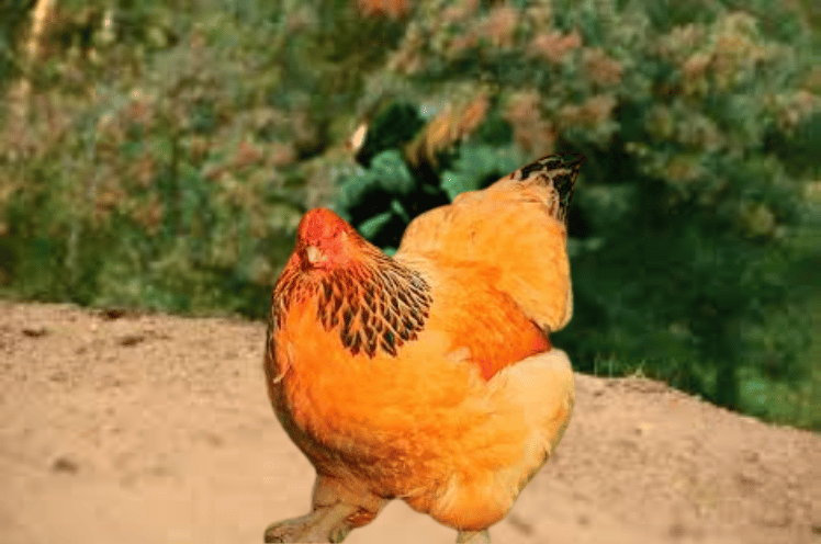 buff brahma chickens