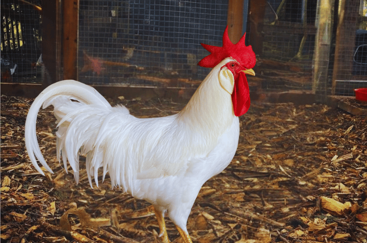 White Leghron Chicken