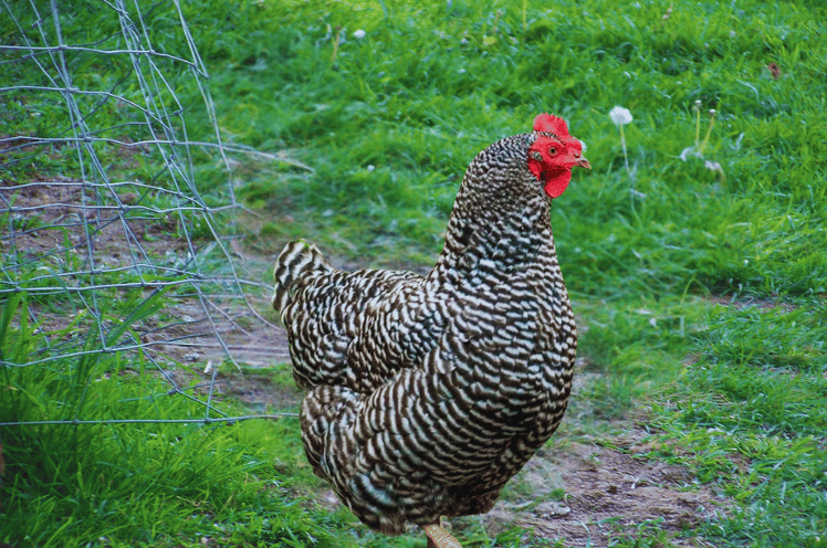 Barred Rock chickens