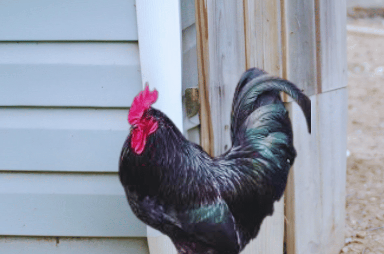 Black Leghorn Chicken