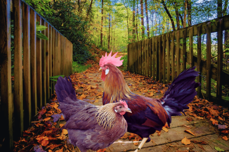 Brown Leghorn Chickens 