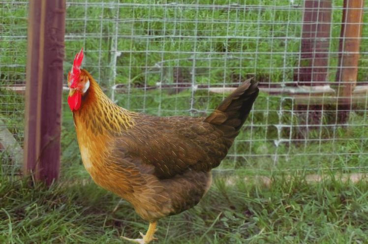 Brown Leghorn Chicken