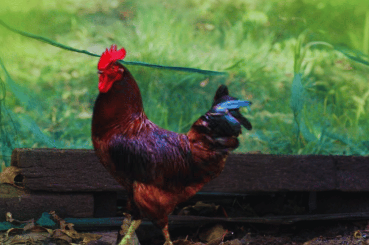 Roster of red Rock Chickens