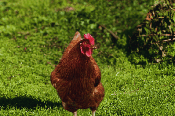 Red Rock Chicken