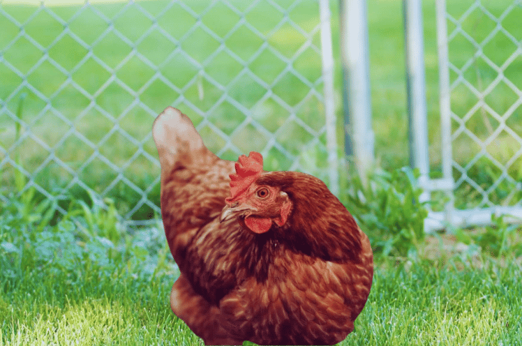 Red Star Chicken: Complete Breed Information