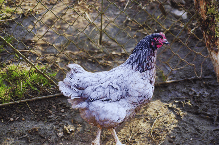 Blue Plymouth Rock Chicken