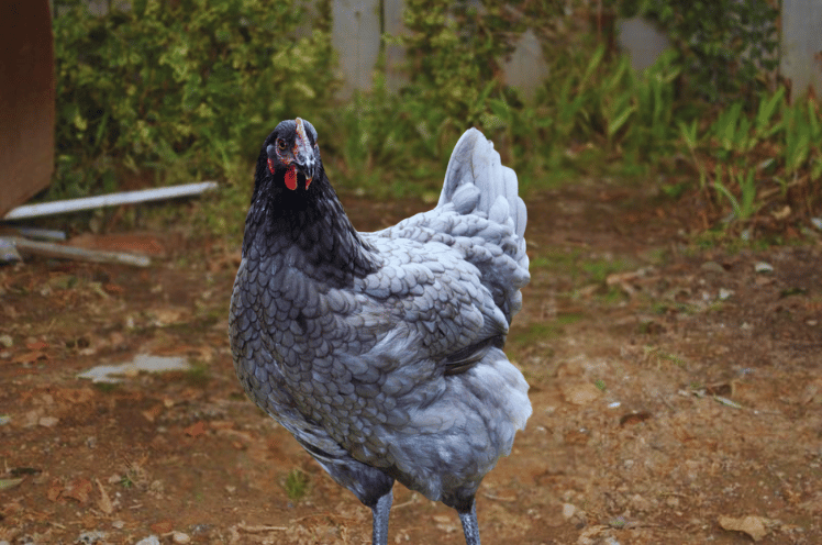 Appearance Blue Plymouth Rock Chicken 