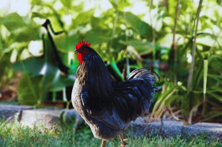 Rooster Of Blue Plymouth Rock Chicken 