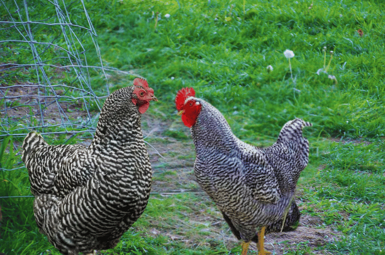 Appearance of  Bared Rock Chicken