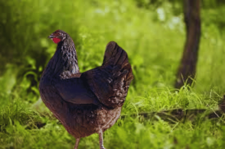 appearance of black leghorn chicken