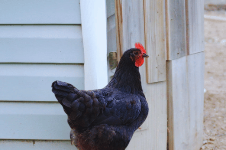 Black Leghorn chickens