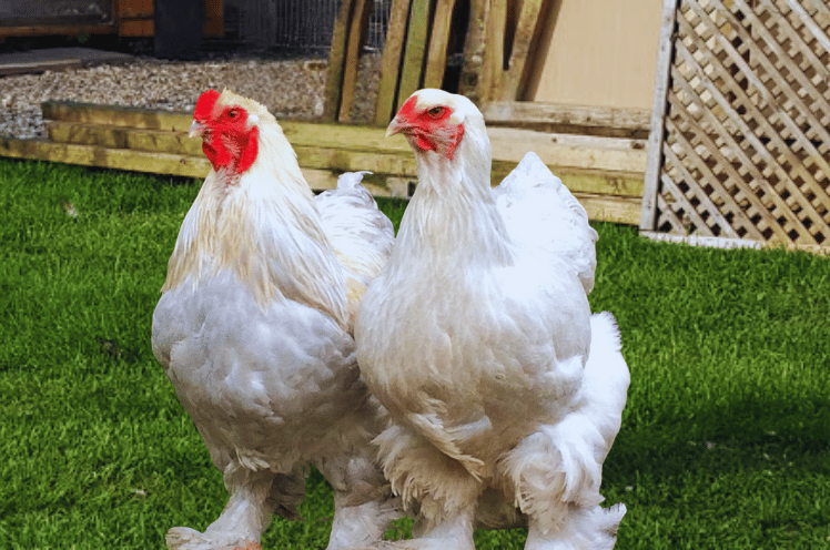 Brahma Chickens