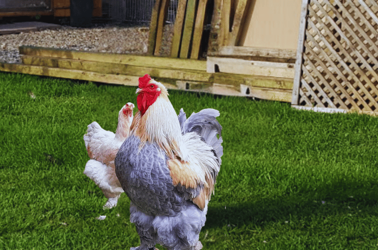 Roster Of Isabella Brahma Chicken