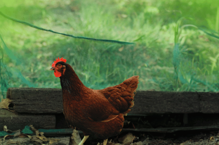 Red Rock Hen