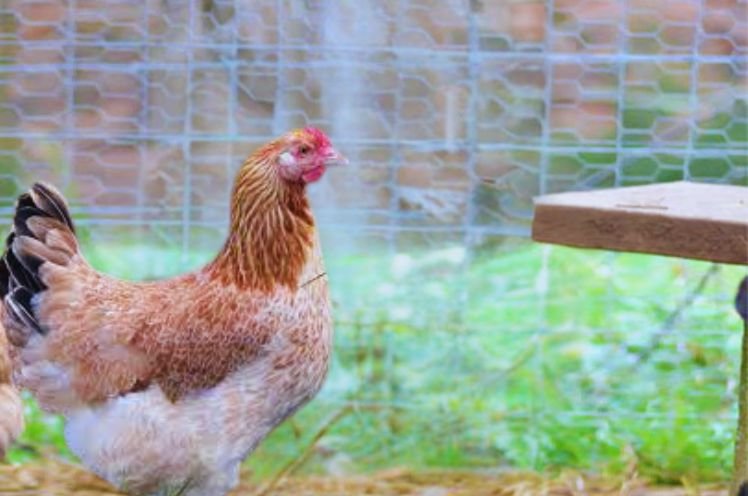 Wheaten Marans Chickens