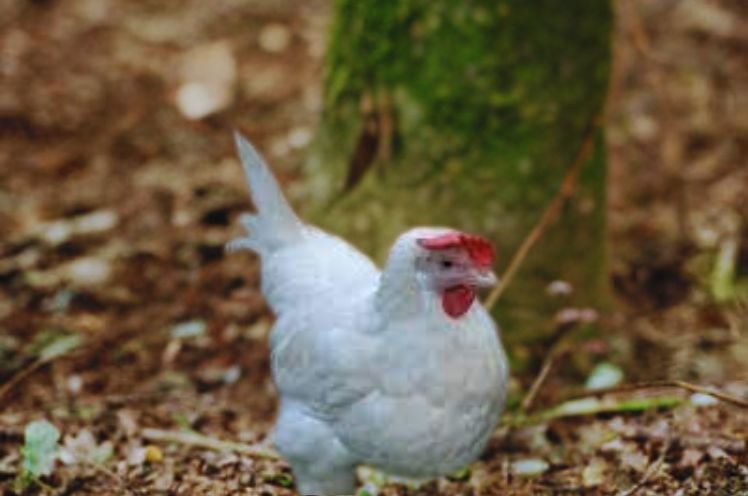 Temperament of white star chicken