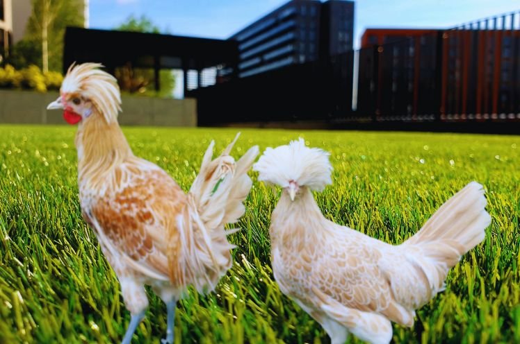 Behavior of Polish Chicken Hen vs Rooster