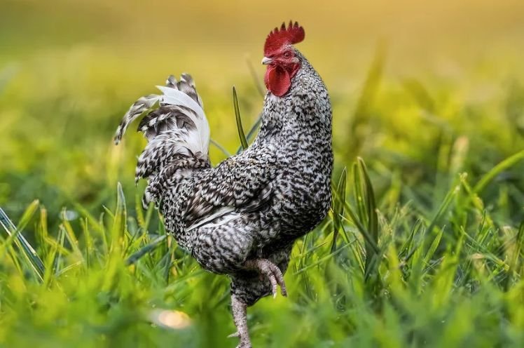 French cuckoo Maran Chicken