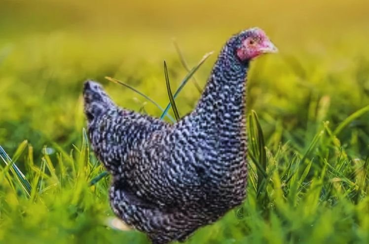 French Cuckoo Marans Hen