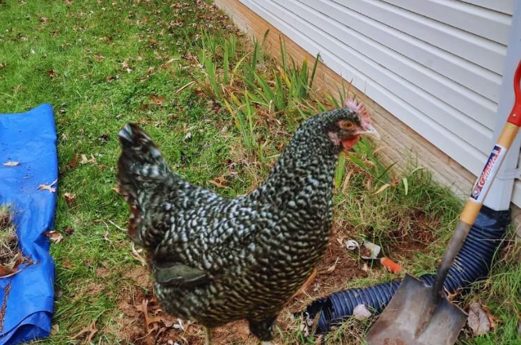 French Cuckoo Marans personality