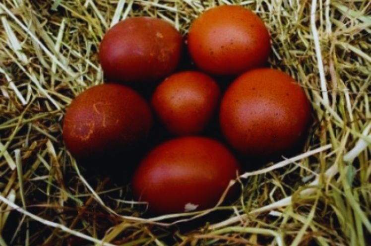 French Cuckoo Marans eggs